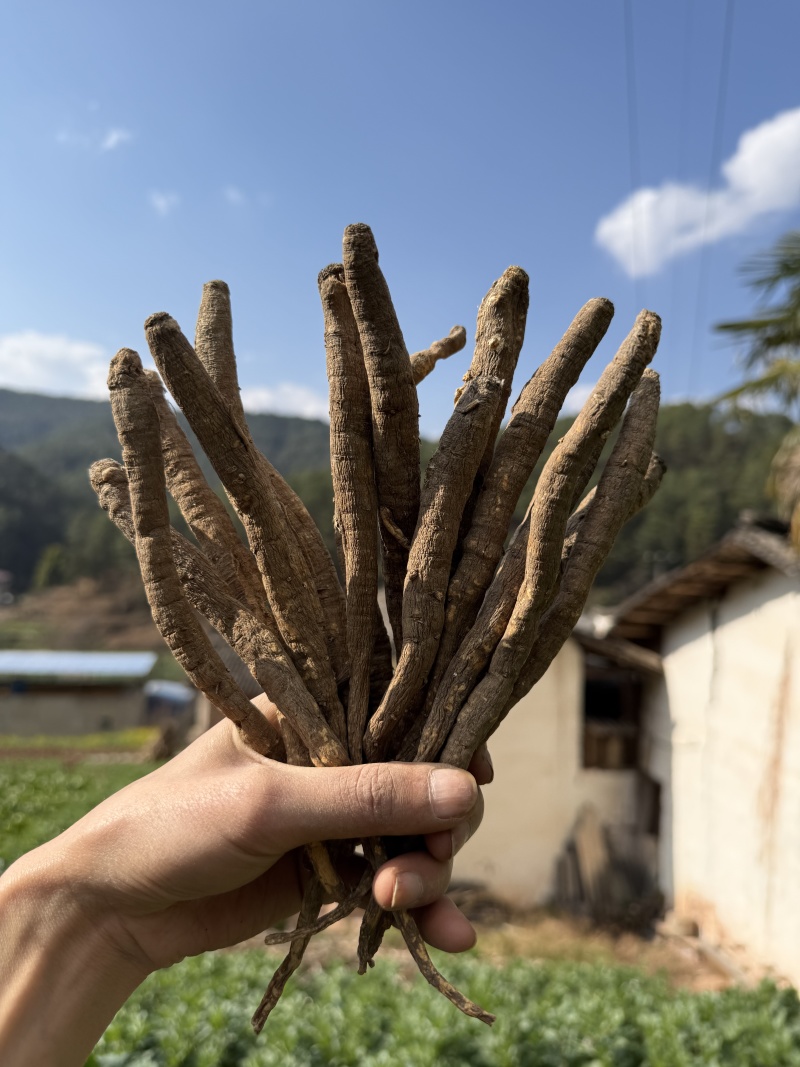阿坝干当归藏当归甜当归干当归当归