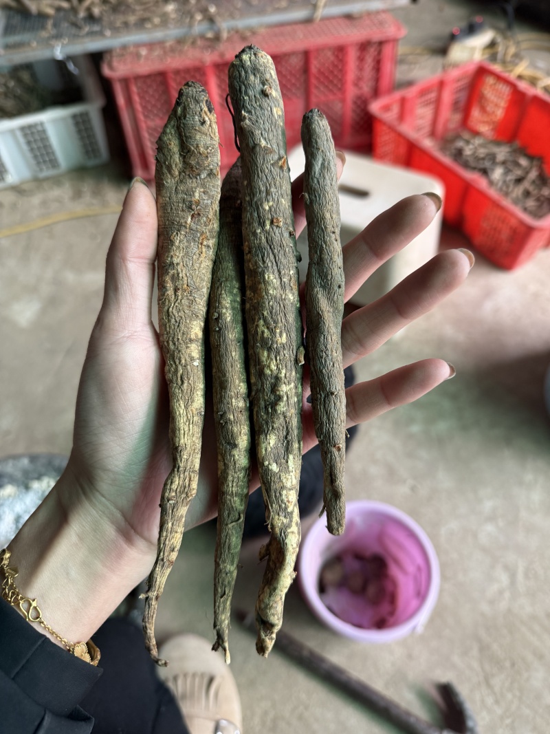 阿坝干当归藏当归甜当归干当归当归