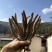 阿坝干当归藏当归甜当归干当归当归
