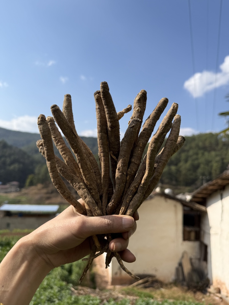 阿坝干当归藏当归甜当归干当归当归