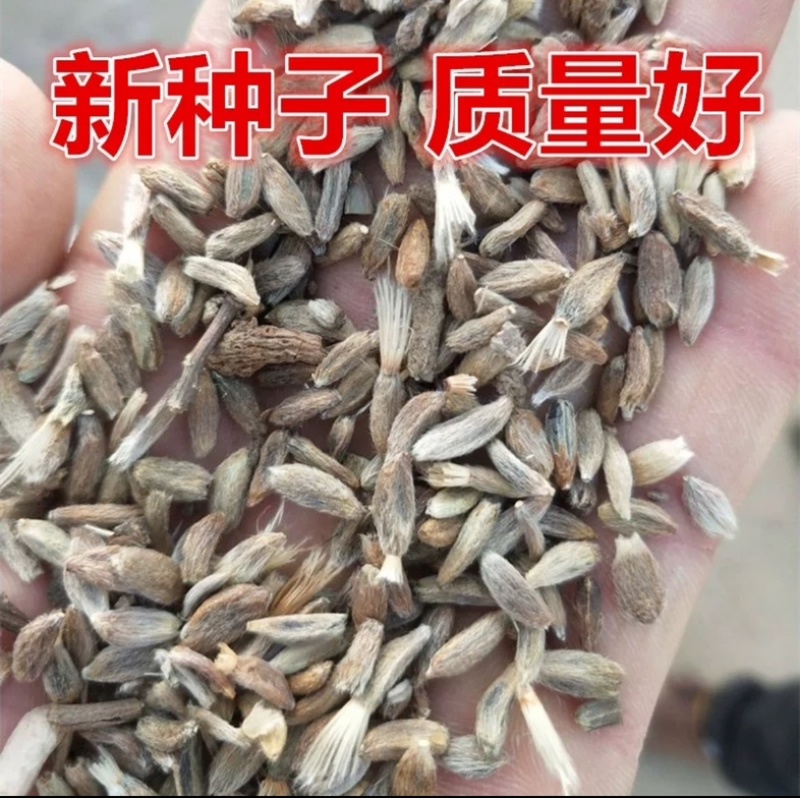 纯新改良白术种子河北安国二年白术籽饱满度好发芽率高