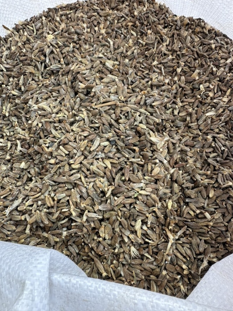纯新改良白术种子河北安国二年白术籽饱满度好发芽率高