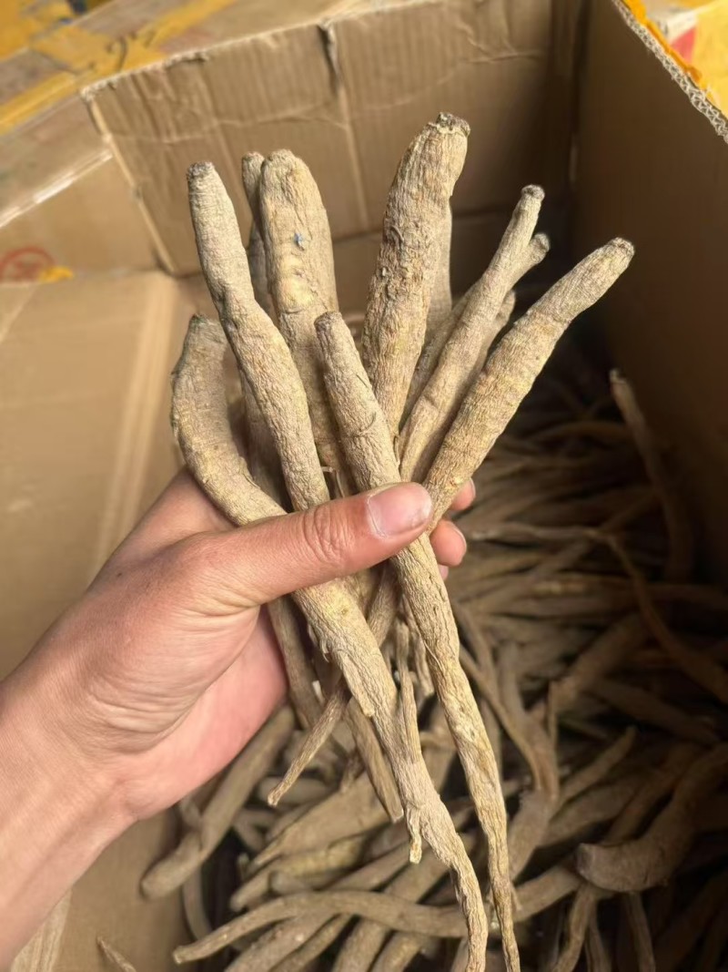 甜当归干货大凉山甜当归阿坝甜当归干货干当归土当