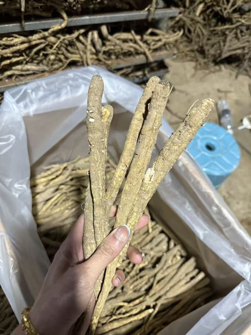 甜当归干货大凉山甜当归阿坝甜当归干货干当归土当