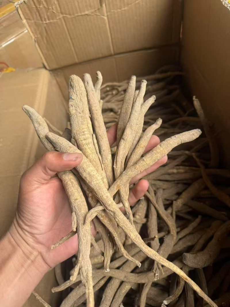 甜当归干货大凉山甜当归阿坝甜当归干货干当归土当