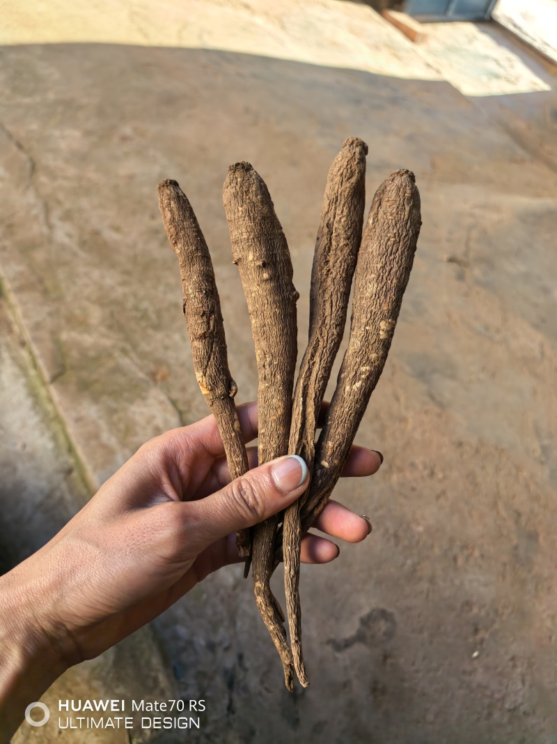甜当归干货大凉山甜当归阿坝甜当归干货干当归土当