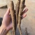 甜当归干货大凉山甜当归阿坝甜当归干货干当归土当