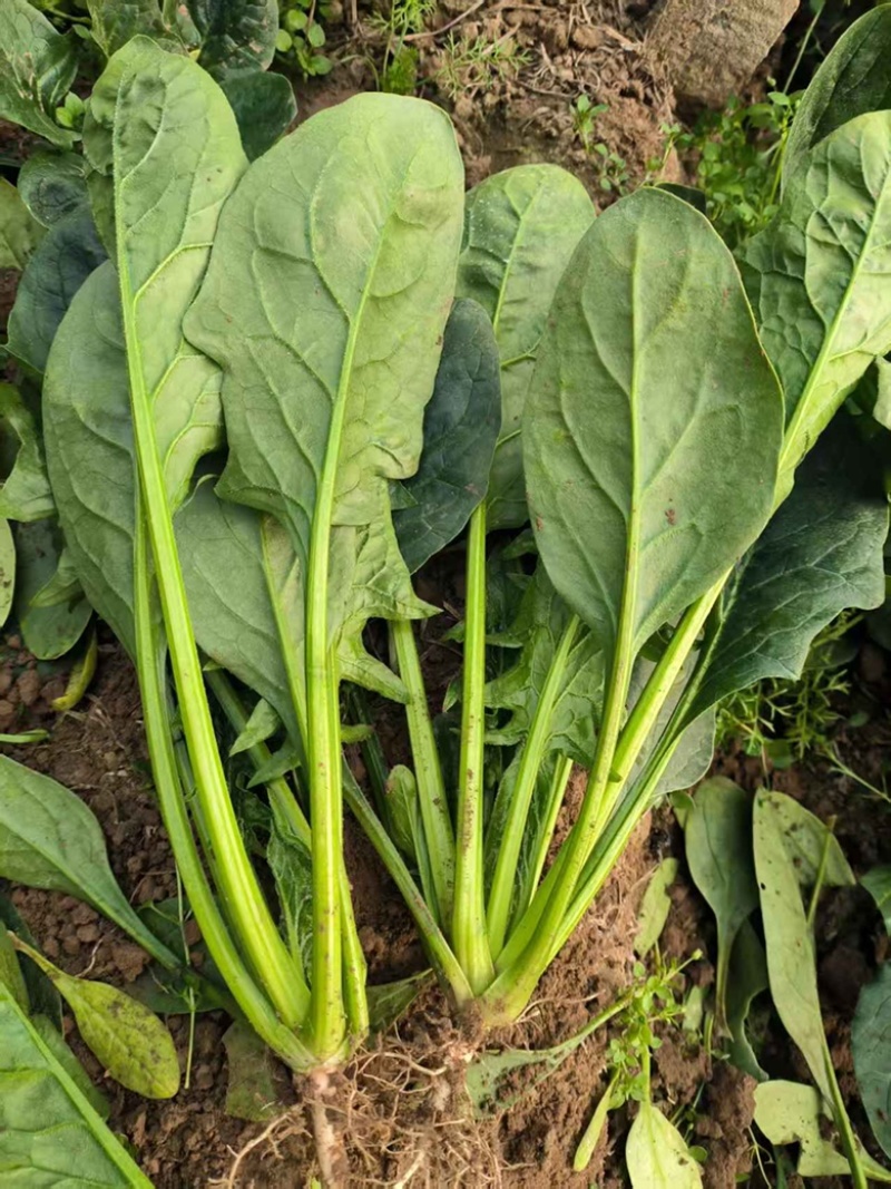 一级大叶菠菜，叶子厚，产地直发，色泽亮，全国发货