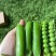 青豌豆长寿仁甜豌豆豌豆