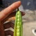 青豌豆长寿仁甜豌豆豌豆