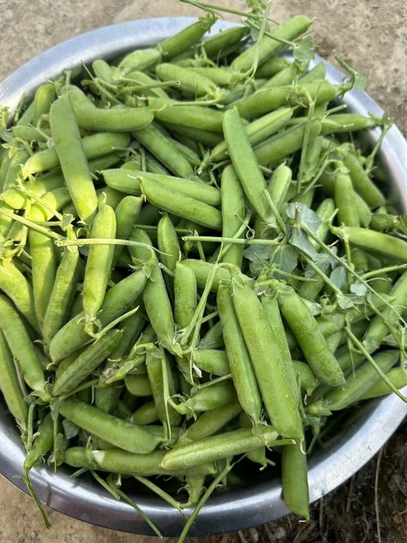 青豌豆长寿仁甜豌豆豌豆