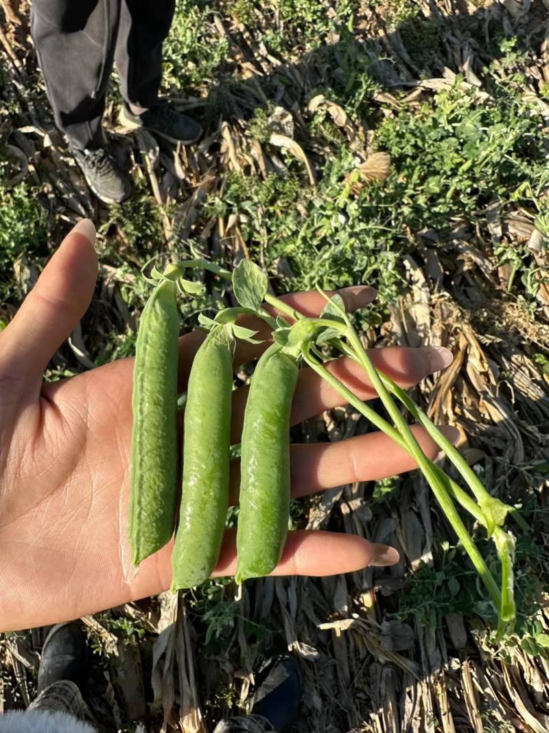 青豌豆长寿仁甜豌豆豌豆