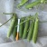 青豌豆长寿仁甜豌豆豌豆