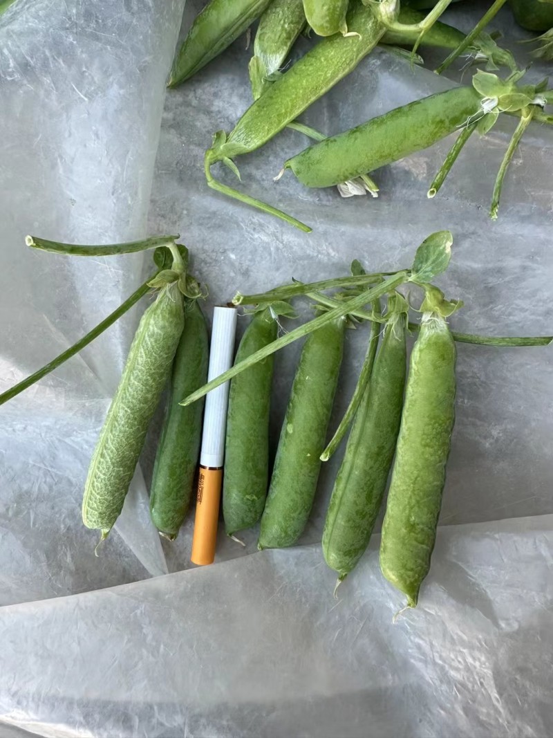 青豌豆长寿仁甜豌豆豌豆