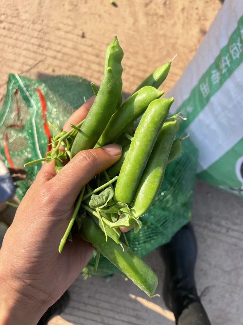 青豌豆长寿仁甜豌豆豌豆