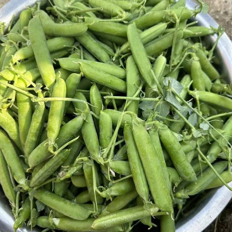 豌豆甜豌豆青豌豆长寿仁