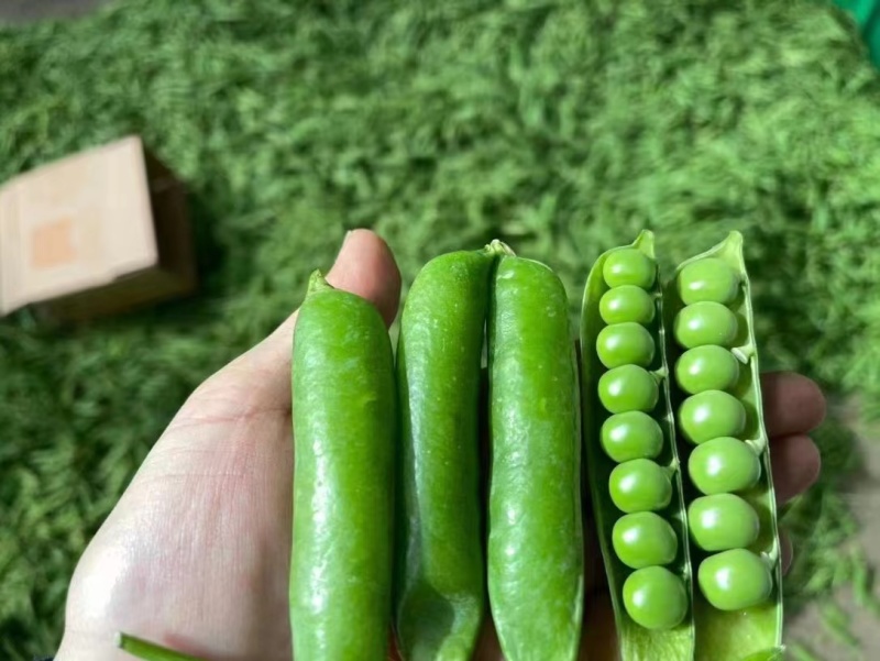豌豆甜豌豆青豌豆长寿仁