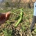 豌豆甜豌豆青豌豆长寿仁