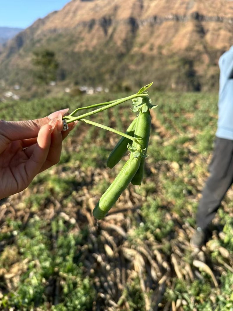 豌豆甜豌豆青豌豆长寿仁