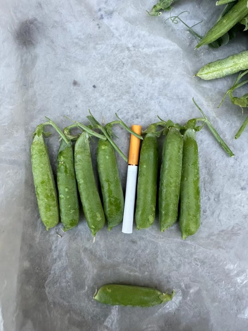 豌豆甜豌豆青豌豆长寿仁