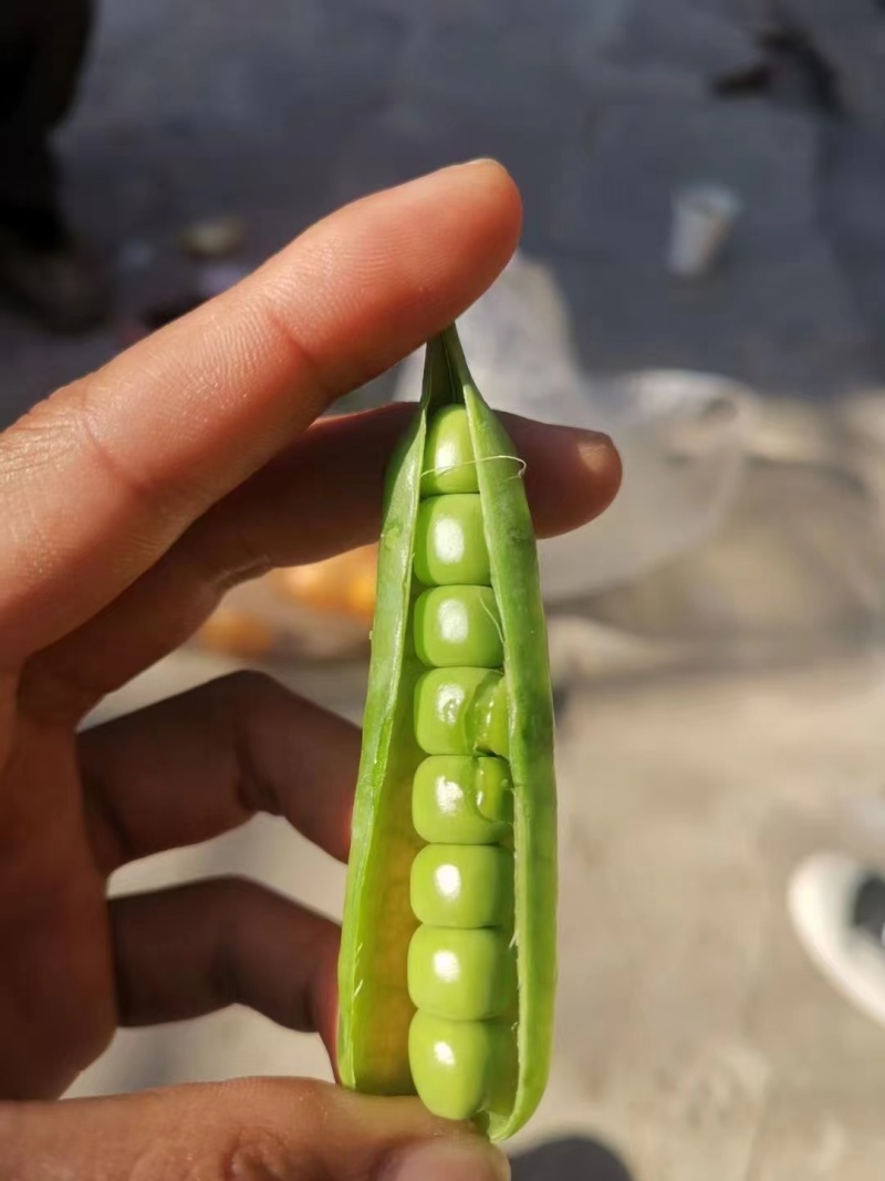 豌豆甜豌豆青豌豆长寿仁