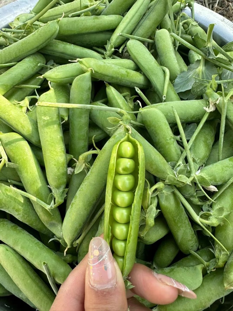 豌豆甜豌豆青豌豆长寿仁