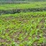 重庆丰都县自有300亩榨菜产区，本月可采摘