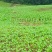 重庆丰都县自有300亩榨菜产区，本月可采摘