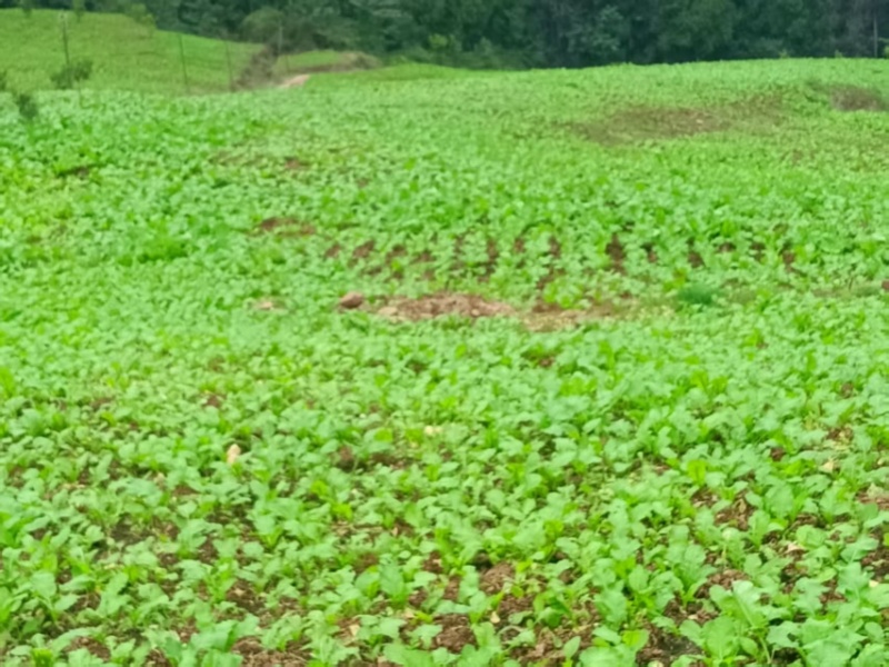重庆丰都县自有300亩榨菜产区，本月可采摘