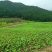 重庆丰都县自有300亩榨菜产区，本月可采摘