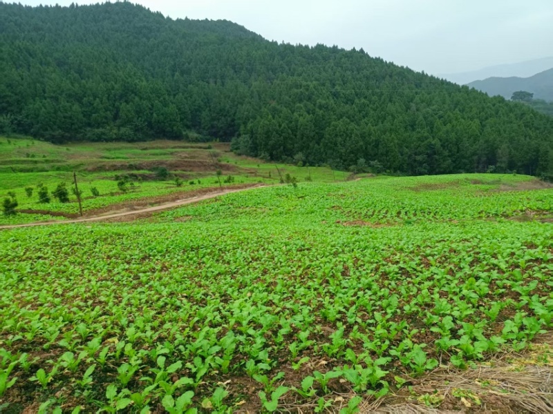 重庆丰都县自有300亩榨菜产区，本月可采摘