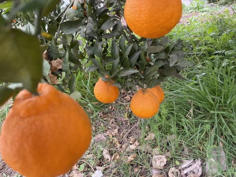 不知火大量上市欢迎各位老板前来采购量大价格可谈