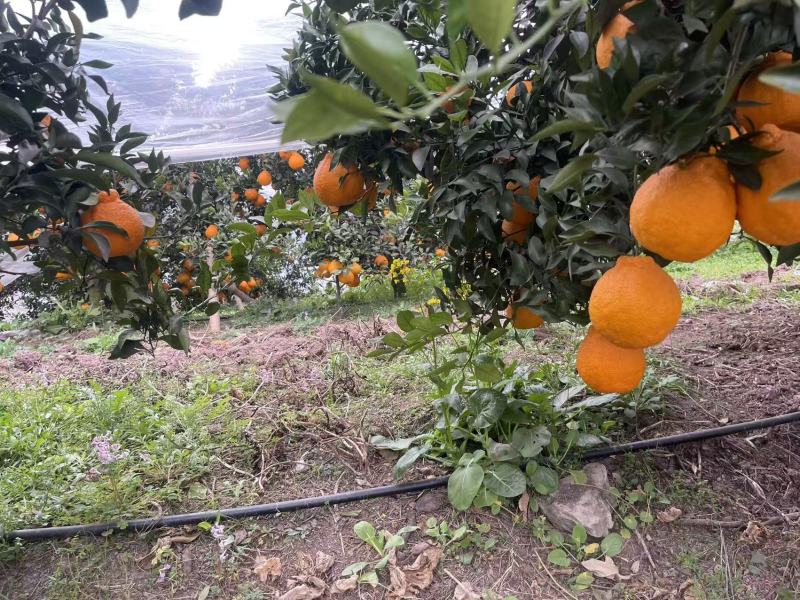 不知火大量上市欢迎各位老板前来采购量大价格可谈