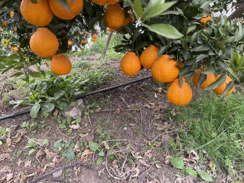 不知火大量上市欢迎各位老板前来采购量大价格可谈