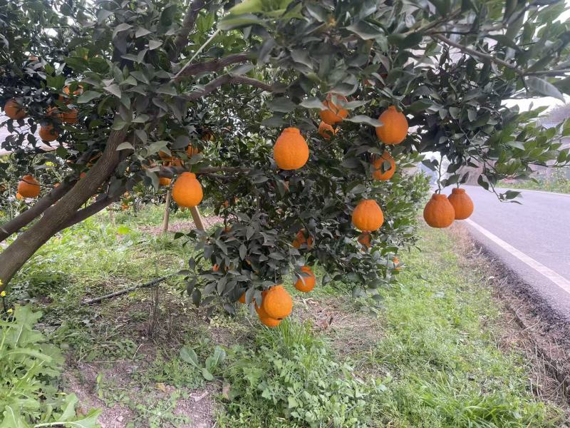 不知火大量上市欢迎各位老板前来采购量大价格可谈