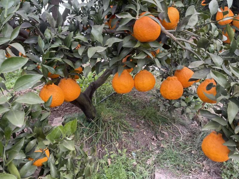 不知火大量上市欢迎各位老板前来采购量大价格可谈