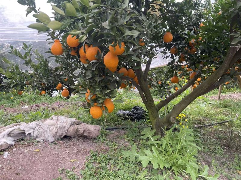 不知火大量上市欢迎各位老板前来采购量大价格可谈