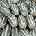 莘县精品博洋9号甜瓜/货量大/一手货源产地直发/欢迎采购