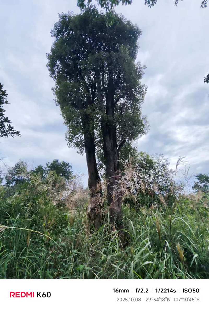 大规格丛生香樟树基地直供可视频看货欢迎咨询来电