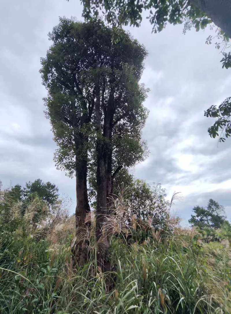 大规格丛生香樟树基地直供可视频看货欢迎咨询来电