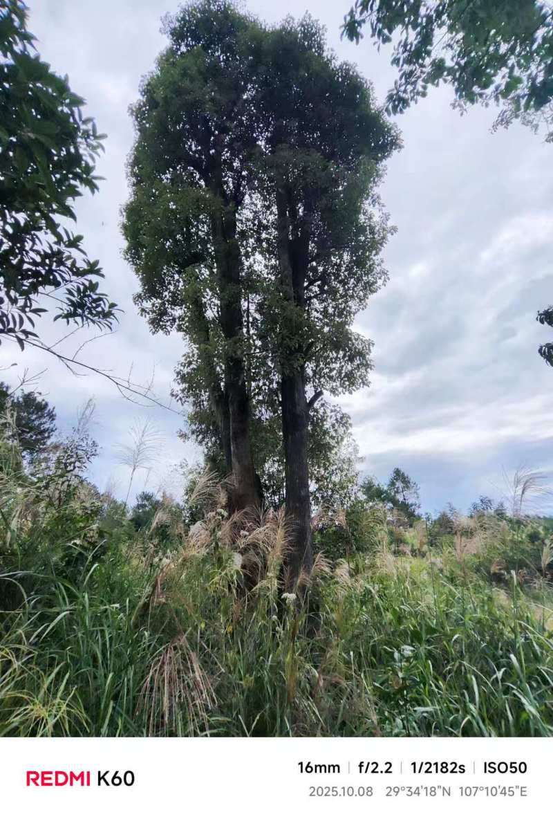 大规格丛生香樟树基地直供可视频看货欢迎咨询来电