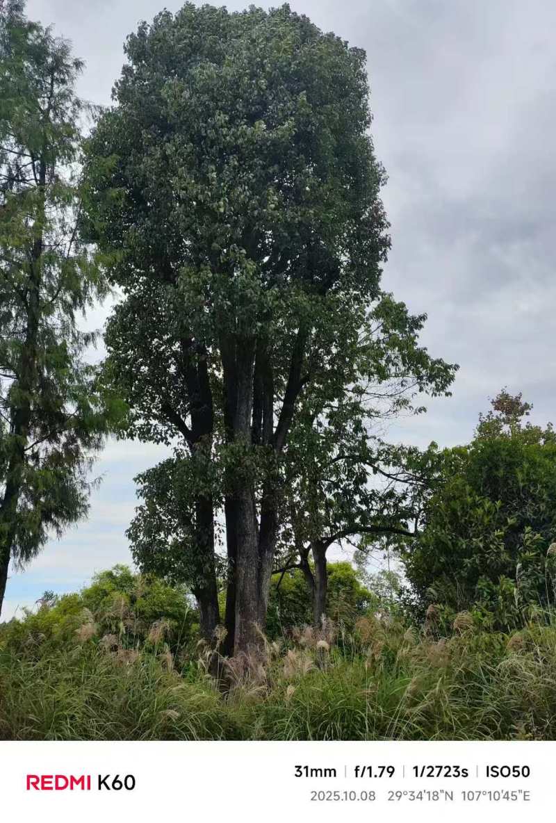 大规格丛生香樟树基地直供可视频看货欢迎咨询来电
