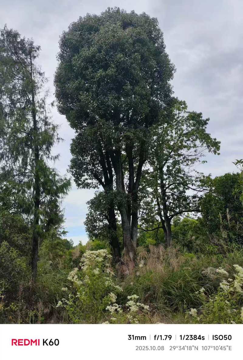 大规格丛生香樟树基地直供可视频看货欢迎咨询来电