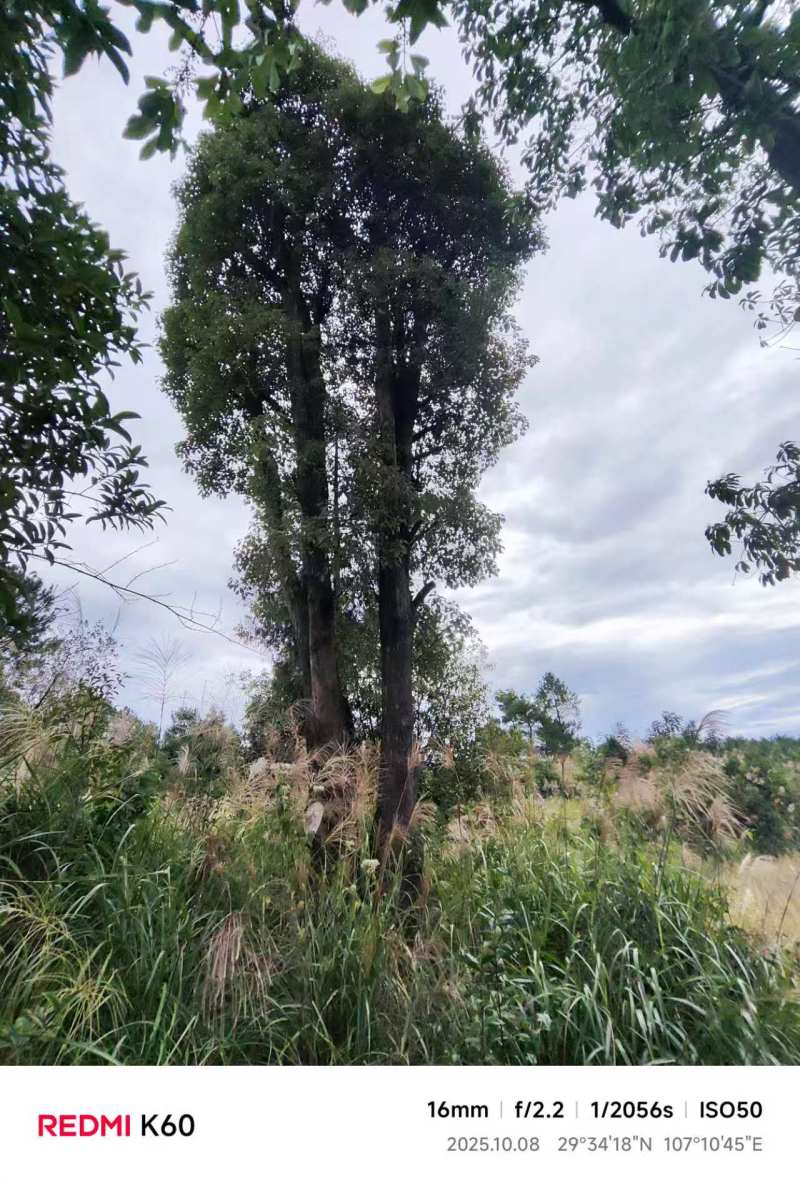 大规格丛生香樟树基地直供可视频看货欢迎咨询来电