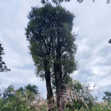 大规格丛生香樟树基地直供可视频看货欢迎咨询来电