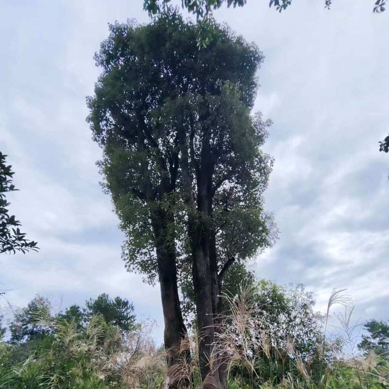 大规格丛生香樟树基地直供可视频看货欢迎咨询来电