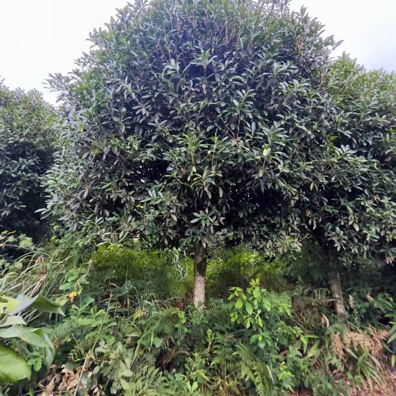 桂花树（丹桂）基地直供可视频看货品质优欢迎咨询来电