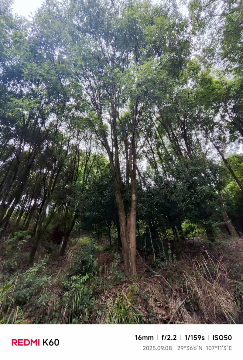 桂花树（丹桂）基地直供可视频看货品质优欢迎咨询来电