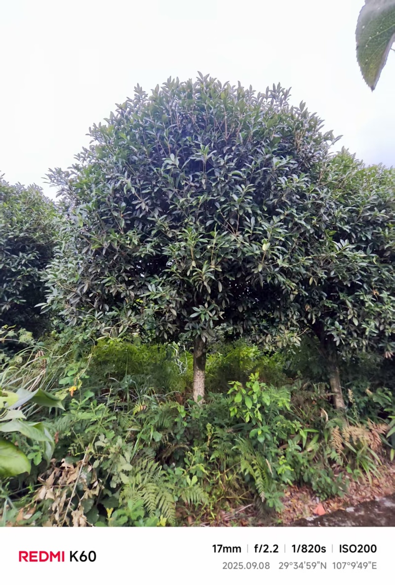 桂花树（丹桂）基地直供可视频看货品质优欢迎咨询来电