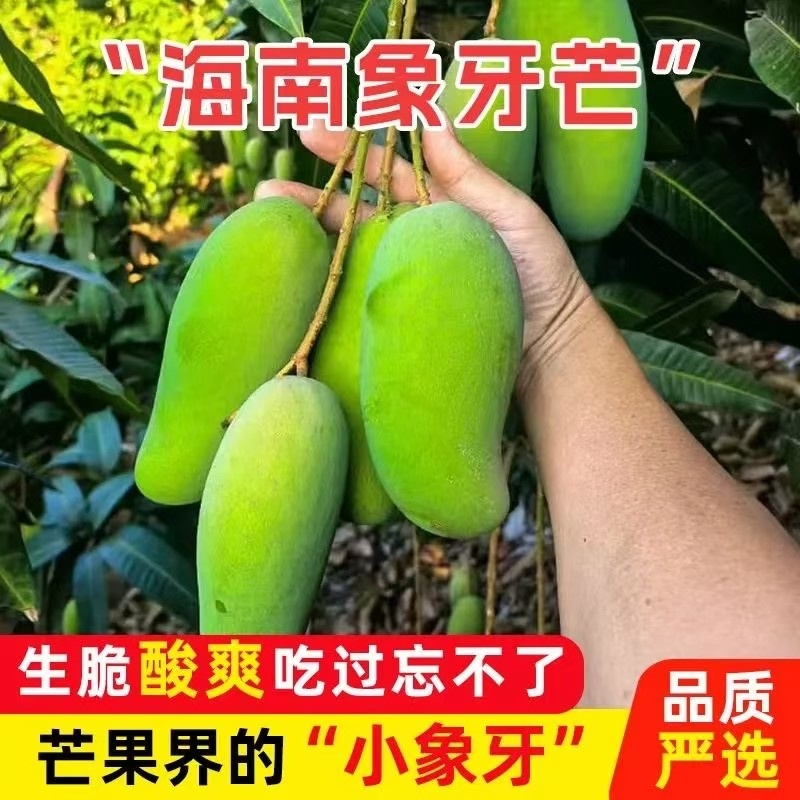 海南三亚象牙芒果，一件代发批发零售工厂，一级二级工厂货